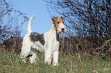 FOX TERRIER 401